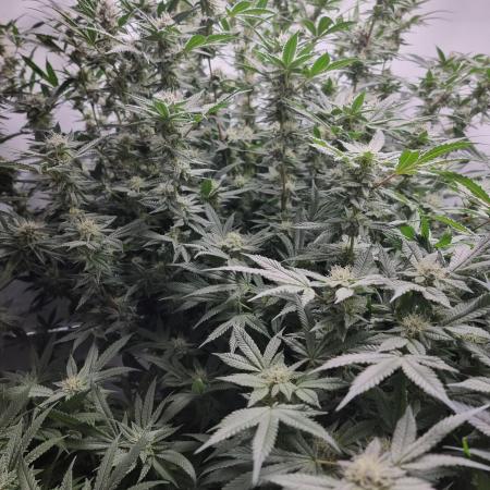 Sweetseeds strawberry cola