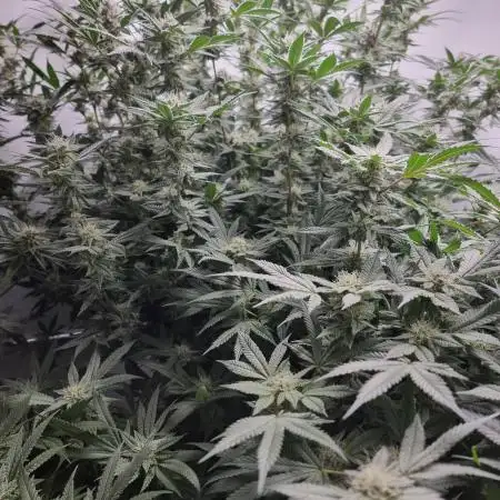 Sweetseeds strawberry cola