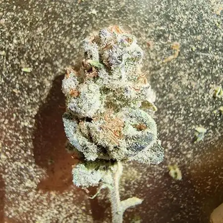 Zamnesia three strain grow.