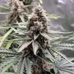 Zamnesia F1 auto pineapple express