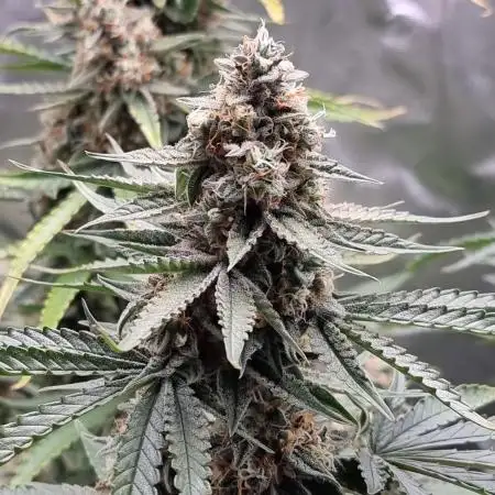 Zamnesia F1 auto pineapple express