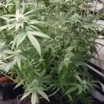 Zamnesia three strain grow.
