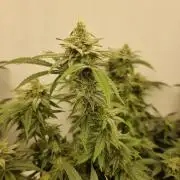 LCG cuttings.
