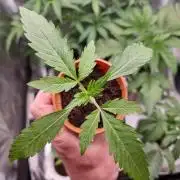 Super berry poundcake. SENSI SEEDS.