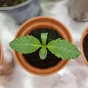 Blue zushi. dutch passion.