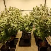 Monster cropped. Lemon cherry gelato