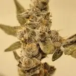 LCG Barney's farm and Backpack boys