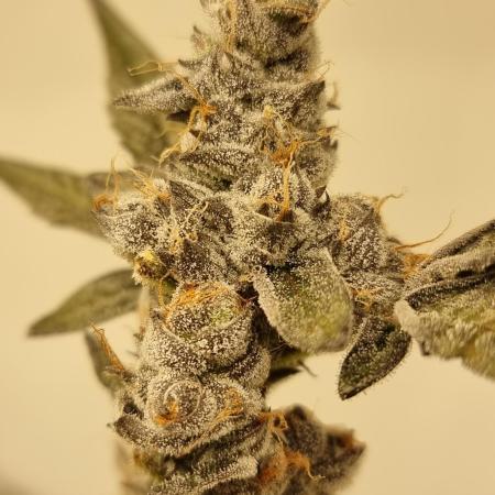 LCG Barney's farm and Backpack boys