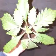 Snow Piercer.  SENSI SEEDS.
