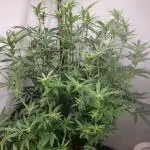 Sweetseeds strawberry cola