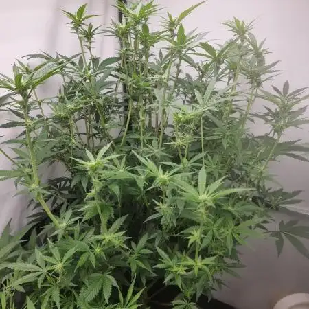 Sweetseeds strawberry cola