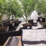 Monster cropped. Lemon cherry gelato