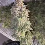 Zamnesia three strain grow.