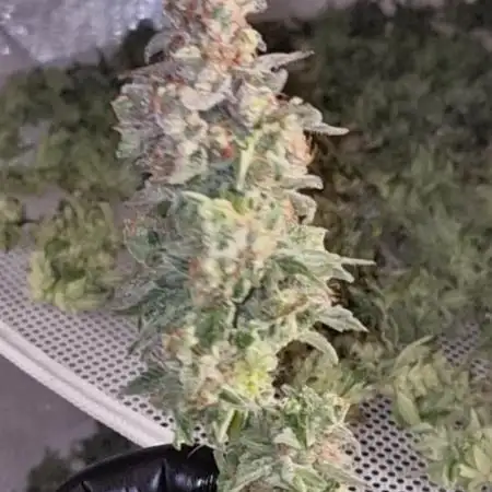 Zamnesia three strain grow.