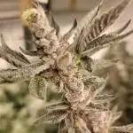 LCG Barney's farm and Backpack boys