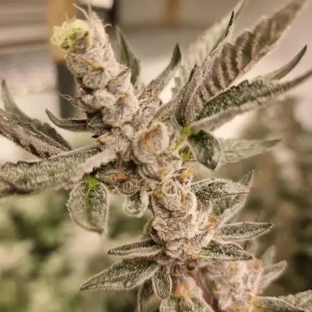 LCG Barney's farm and Backpack boys