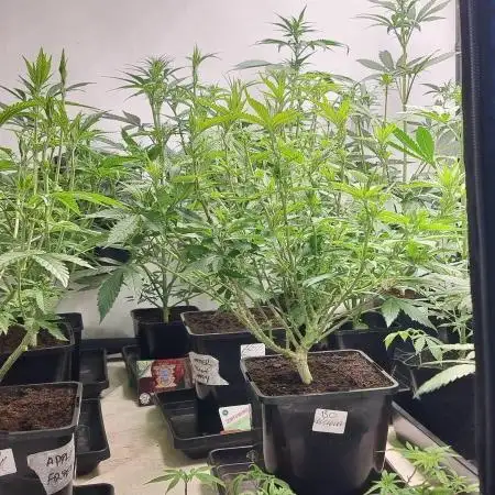 Zamnesia three strain grow.
