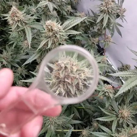 Sweetseeds strawberry cola