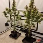Runtz f1 auto  zamnesia