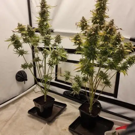 Runtz f1 auto  zamnesia
