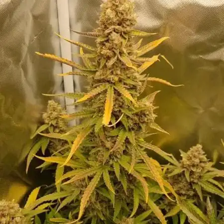 Zamnesia F1 auto pineapple express