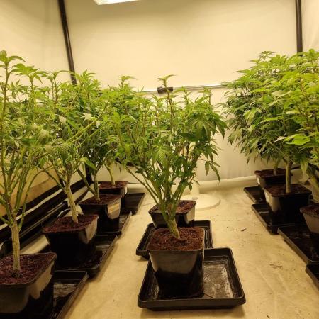 Monster cropped. Lemon cherry gelato