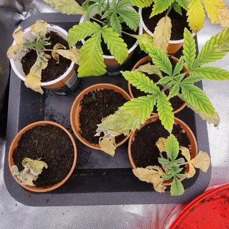 Sweetseeds strawberry cola