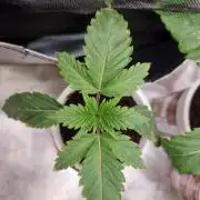 Blue zushi. dutch passion.