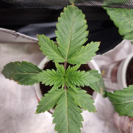 Blue zushi. dutch passion.