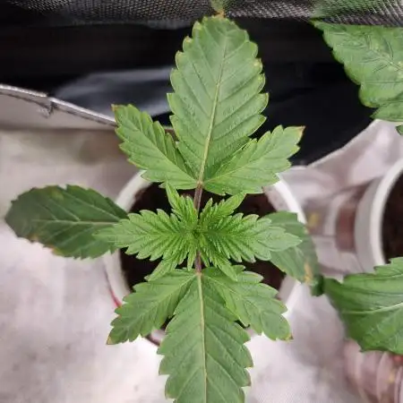 Blue zushi. dutch passion.