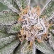 Monster cropped. Lemon cherry gelato
