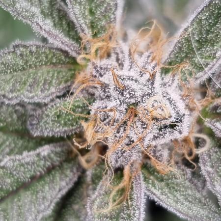 Monster cropped. Lemon cherry gelato