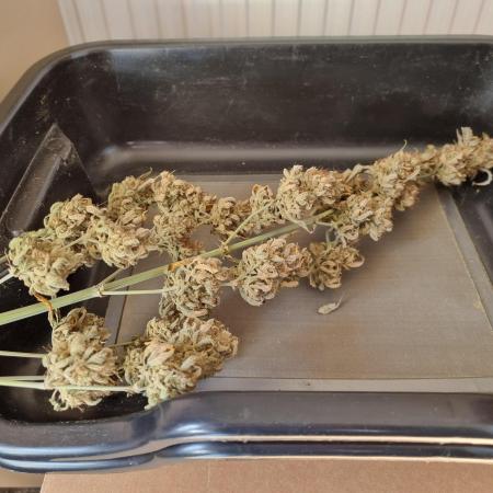 Zamnesia F1 auto pineapple express