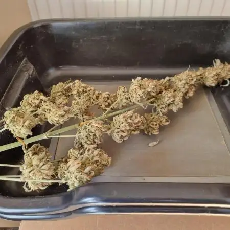 Zamnesia F1 auto pineapple express
