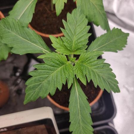Snow Piercer.  SENSI SEEDS.