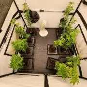 Monster cropped. Lemon cherry gelato