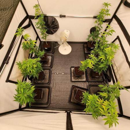 Monster cropped. Lemon cherry gelato