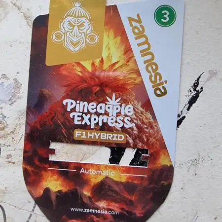 Zamnesia F1 auto pineapple express