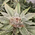 Zamnesia three strain grow.