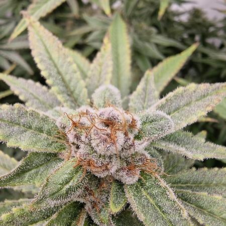 Zamnesia three strain grow.