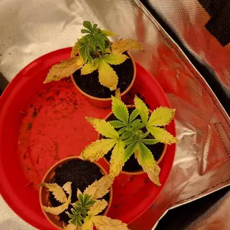 Zamnesia F1 auto pineapple express