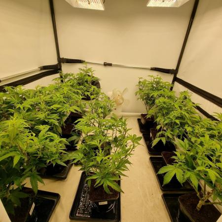 Monster cropped. Lemon cherry gelato