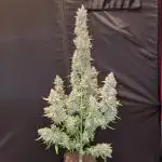Zamnesia F1 auto pineapple express