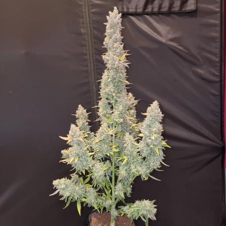 Zamnesia F1 auto pineapple express