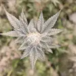 LCG Barney's farm and Backpack boys