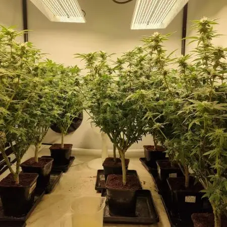 Monster cropped. Lemon cherry gelato