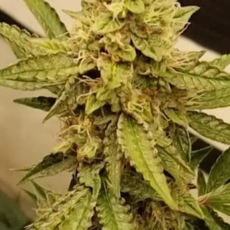 Zamnesia F1 auto pineapple express