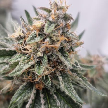 Sweetseeds strawberry cola