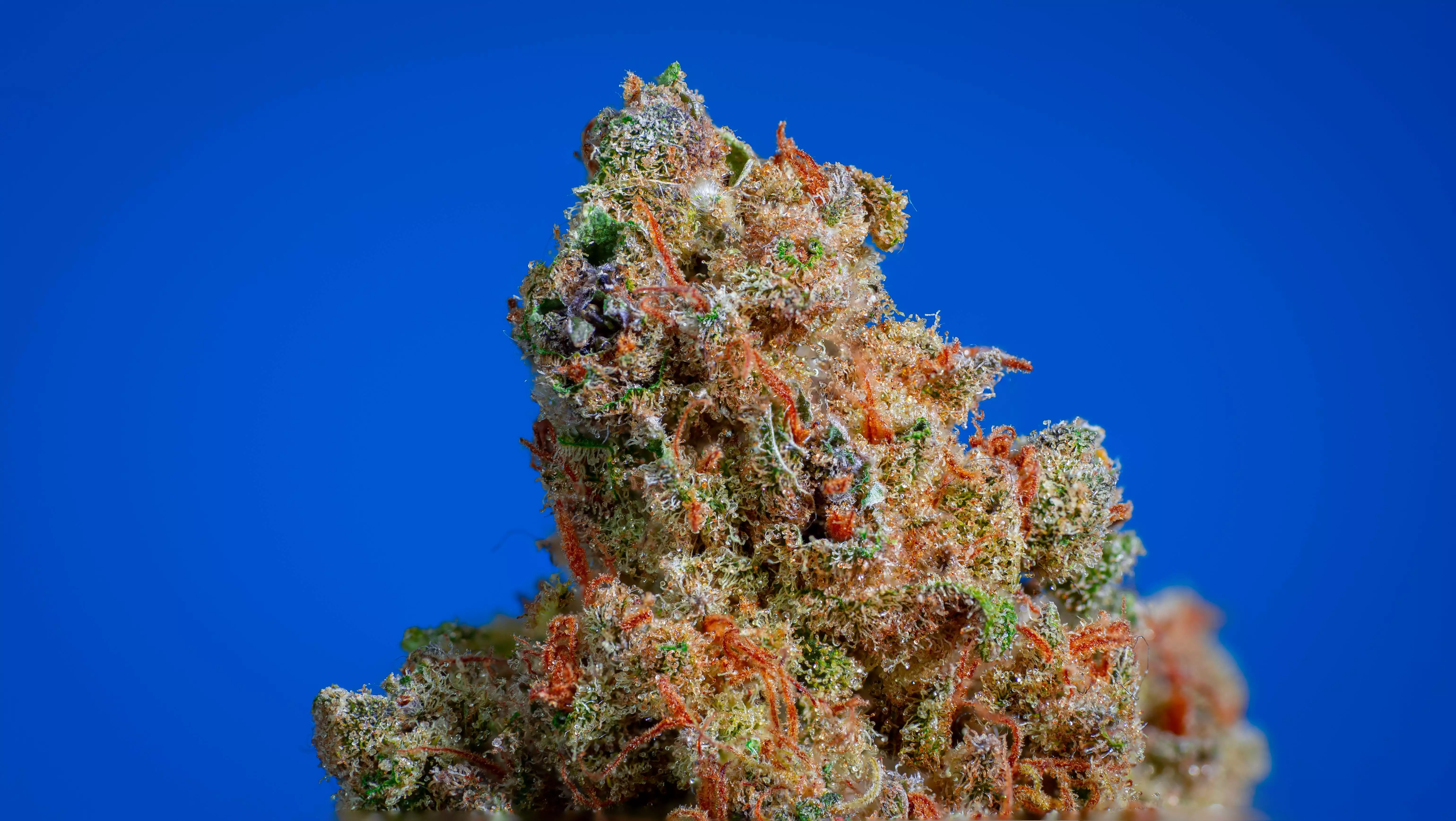 Monster Bud Mix / Zamnesia nutrient info - GrowDiaries
