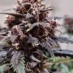 LSD-25 Fast Buds 